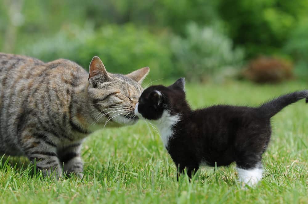 cat meeting kitten