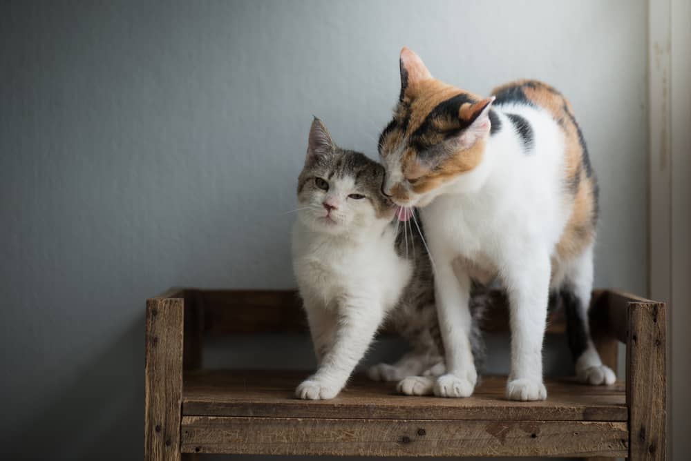 cat licking kitten