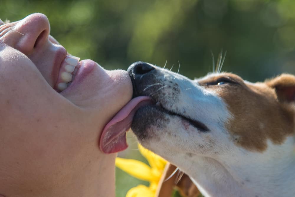 dog licking owner’s chin