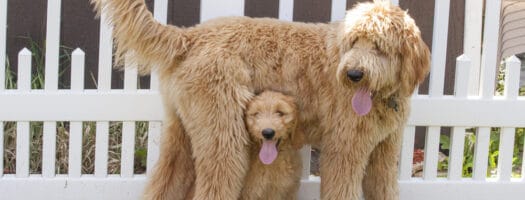 The 12 Best Dog Food for Goldendoodles to Buy in 2024