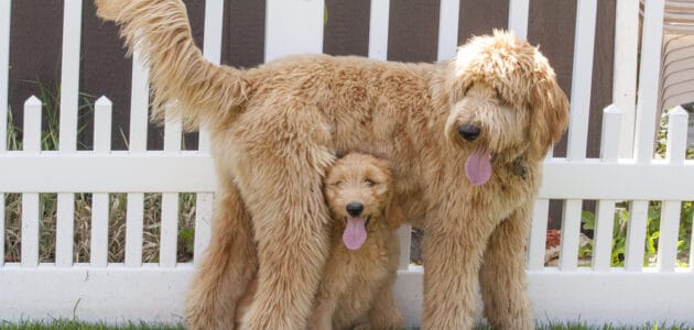 The 12 Best Dog Food for Goldendoodles to Buy in 2025