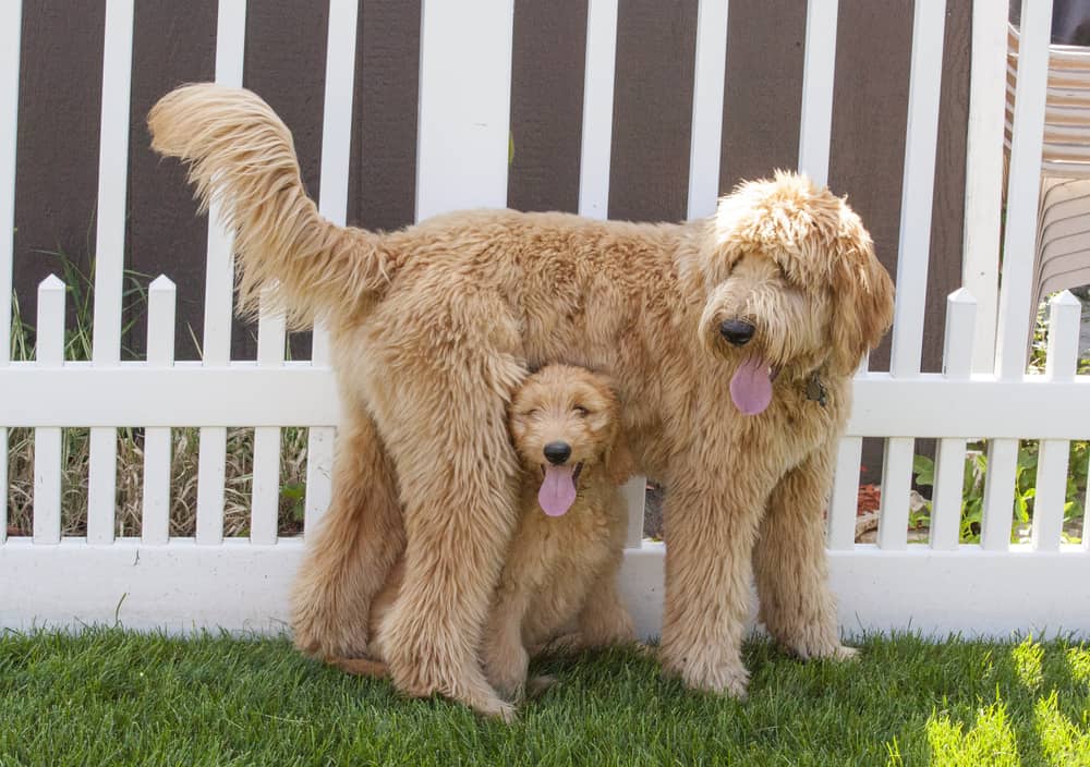 The 12 Best Dog Food for Goldendoodles to Buy in 2021 PetMag