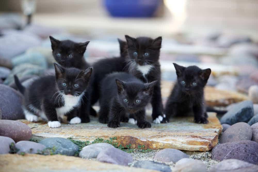 litter of kittens with a runt
