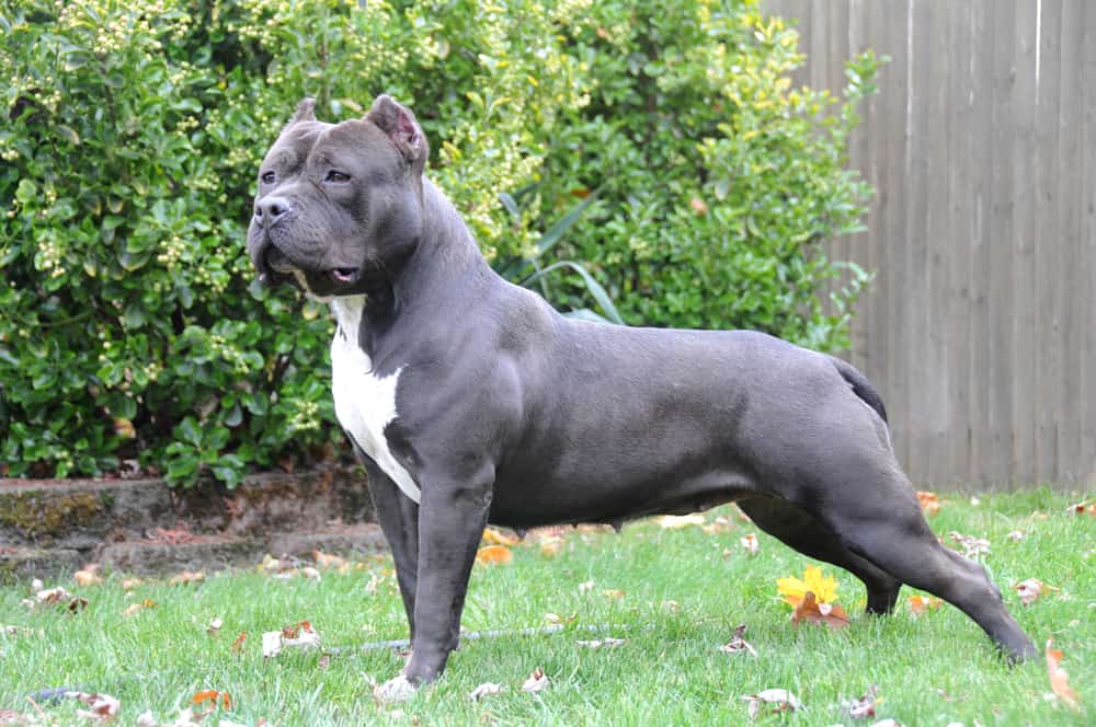 pure-bred American bully dog