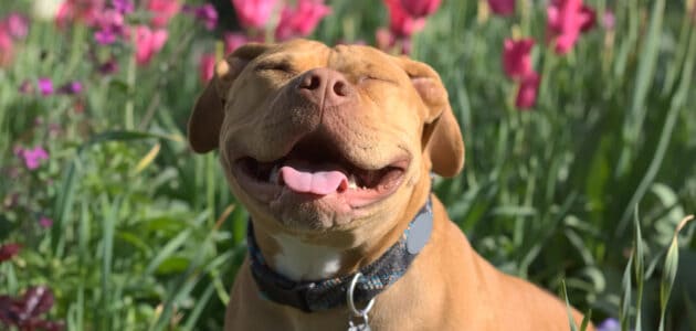 The Different Types of Pitbull Dog Breeds