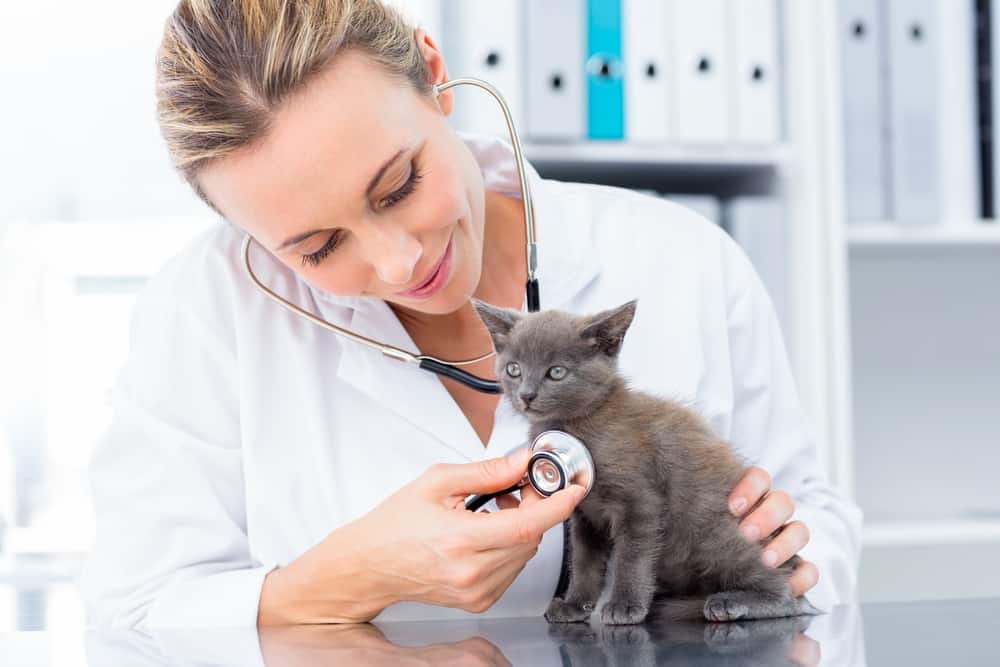 veterinarian examining a grey kitten
