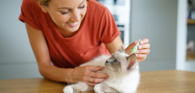 How Do You Get Rid of Fleas on a Cat?
