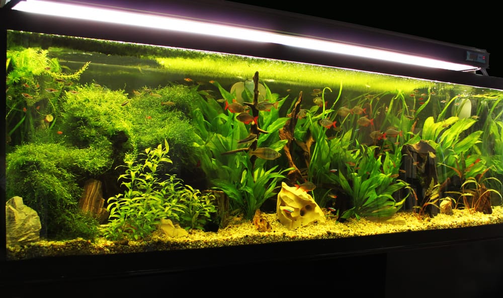 Best Aquarium Lights