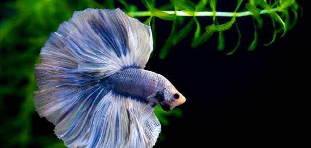 The 7 Best Betta Tanks for Your Beautiful Betta in 2024