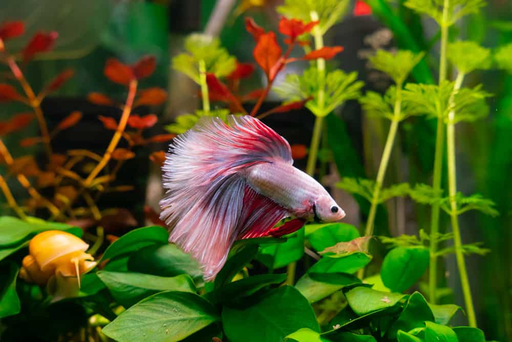 betta swimming among plants