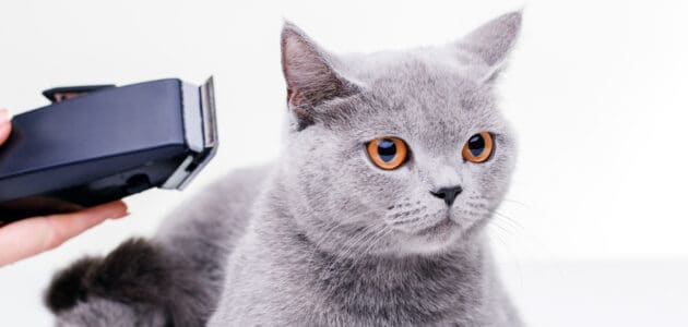 The 8 Best Electric Shavers for Cats in 2023