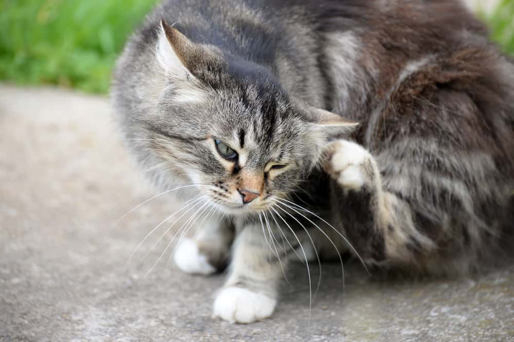 The 11 Best Flea Killers for Yards to Protect Your Pets in 2024 The 11 Best Flea Killers for Yards to Protect Your Pets in 2024