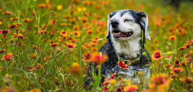 The 10 Best Senior Dog Foods in 2024