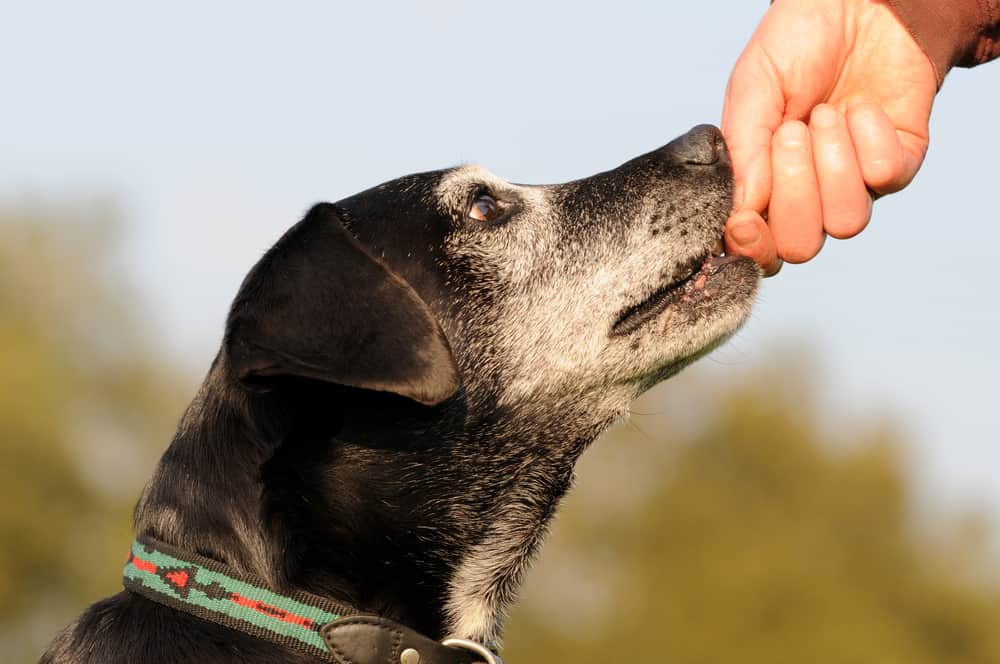 old dog takes treat from hand