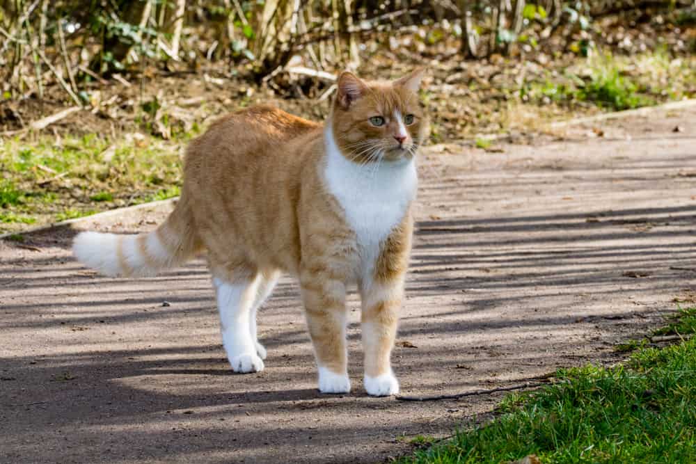 cat lowered with lowered tail