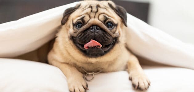 Guide to the Calmest Small Dog Breeds