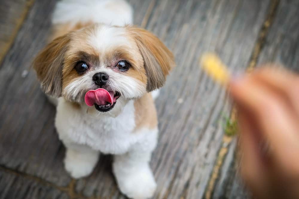 happy shih tzu dog