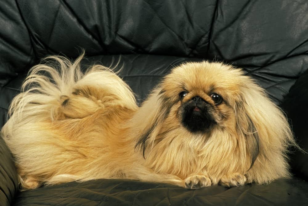 pekingese dog on couch