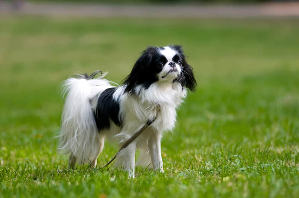 japanese chin standing outdoors