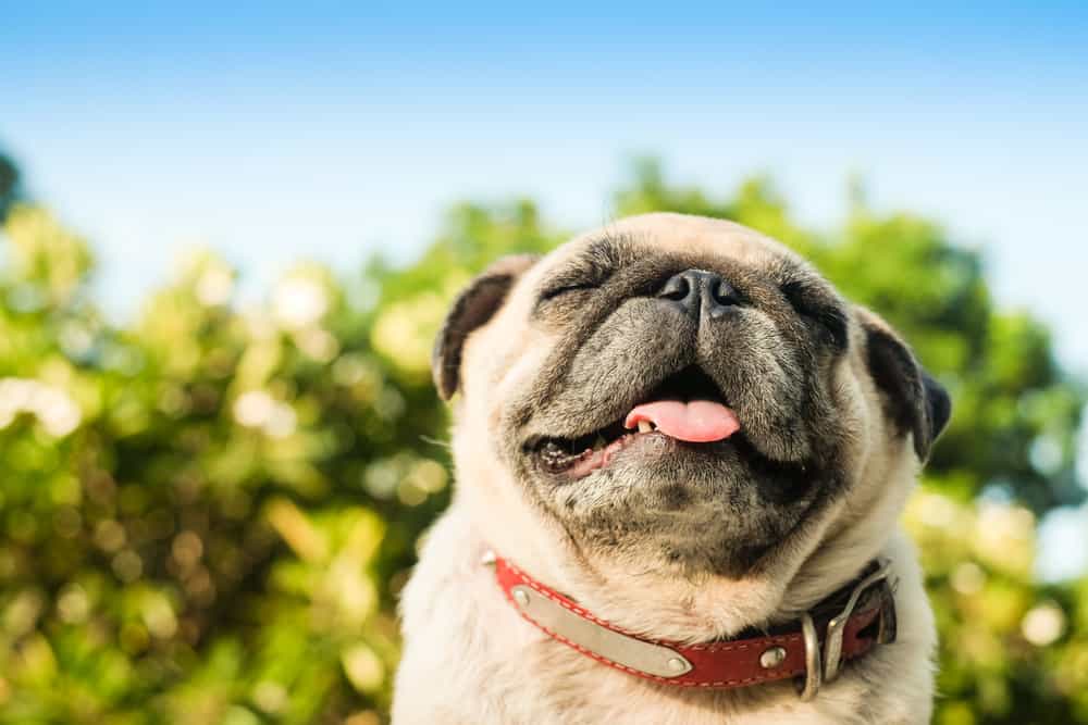 happy pug dog