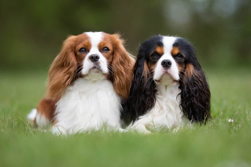 two cavalier king charles spaniels