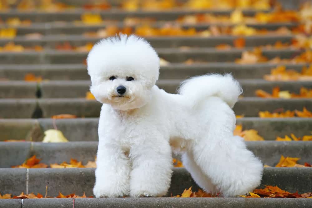 bichon fries outdoors on steps