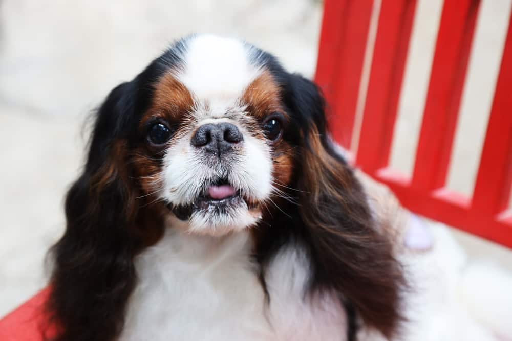 english toy spaniel sitting