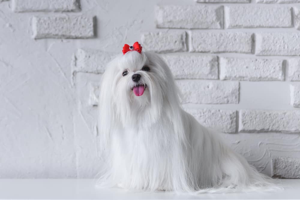 stylish maltese dog