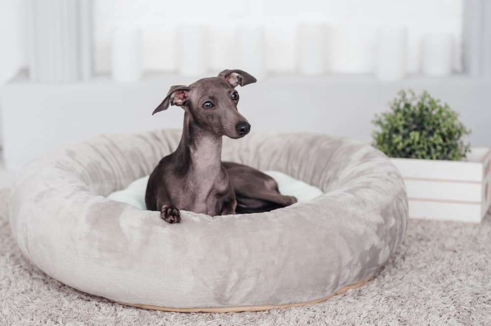 italian greyhound in bed