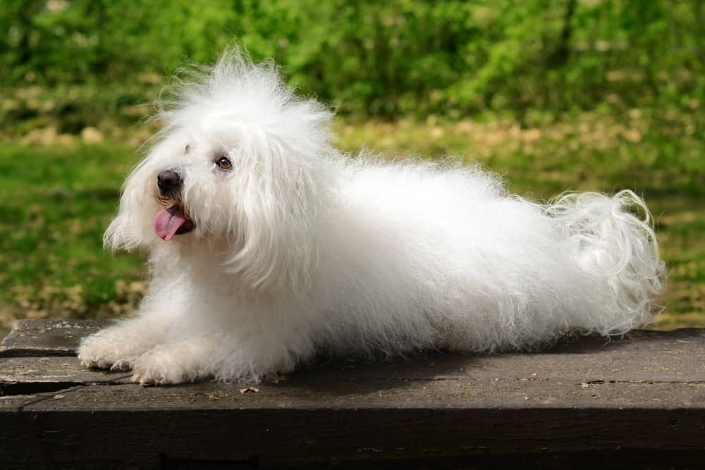 Bolognese dog on bench