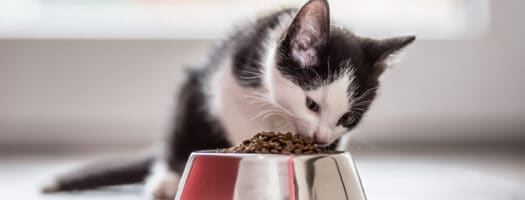 How Much Should You Feed a Kitten?
