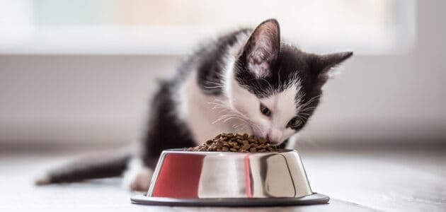 How Much Should You Feed a Kitten?