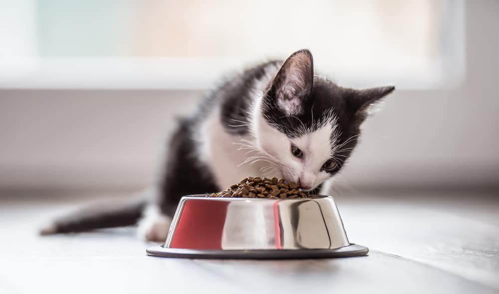 How Much Should You Feed a Kitten? PetMag