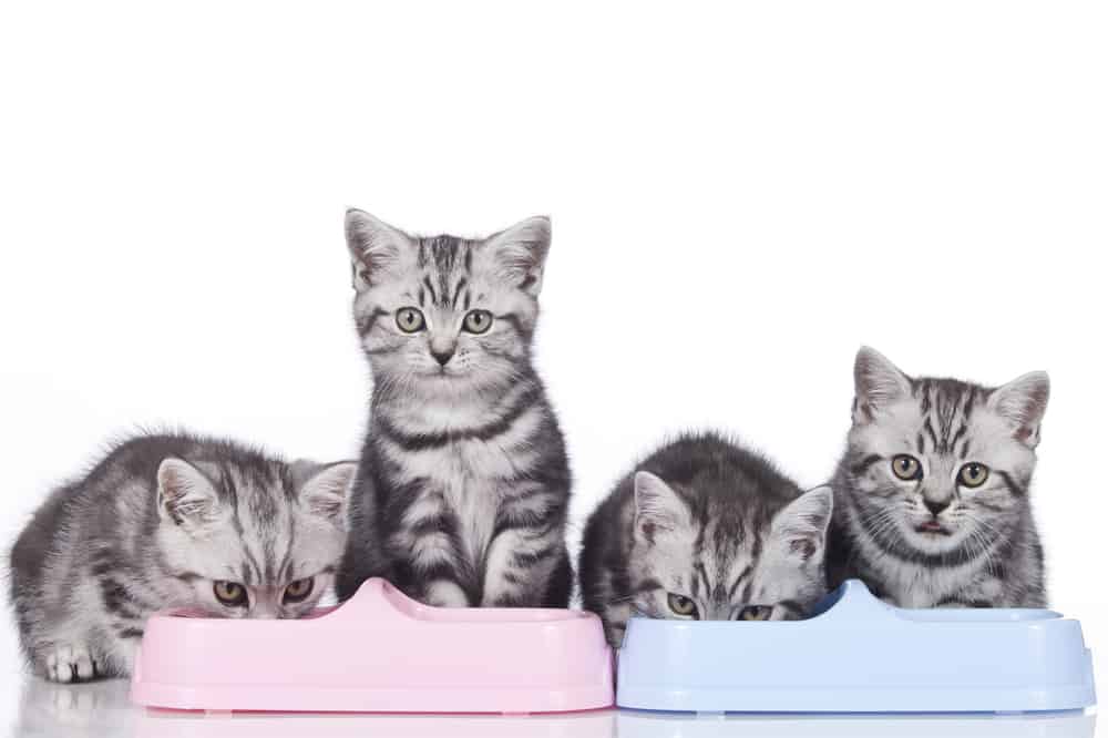 four kittens sitting at food bowl