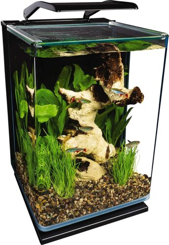 The 7 Best Betta Tanks for Your Beautiful Betta in 2022 - PetMag