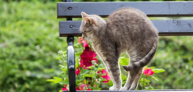 Why Cats Arch Their Backs: Facts & Weird History