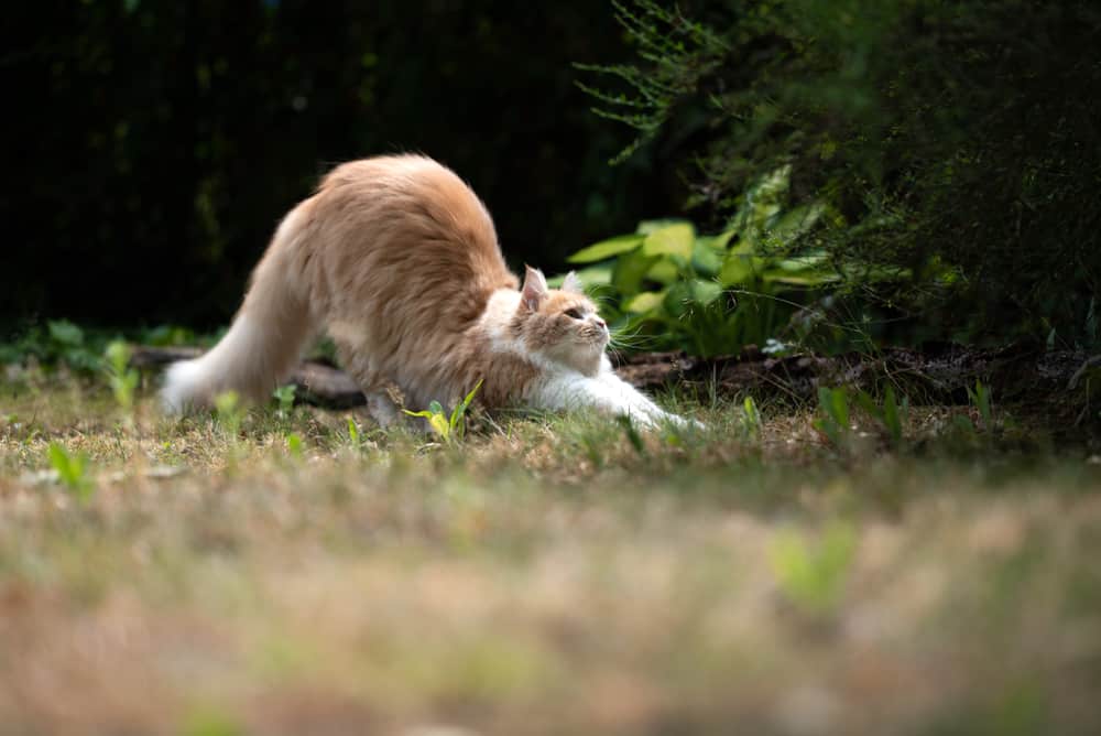 a cat arches its back to stretch