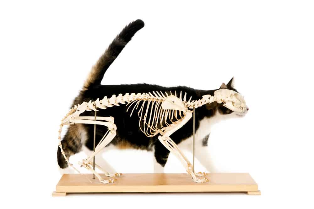 a living cat poses behind a cat skeleton