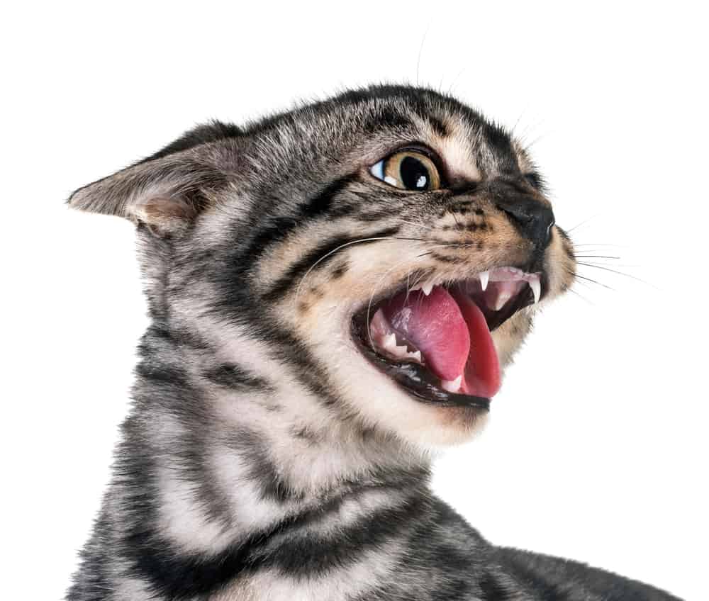 Why Is My Cat Yowling? - Causes & What To Do When They Cry