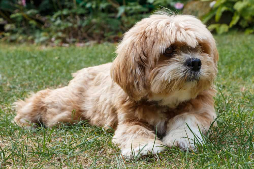 lhasa apso laying outdoors