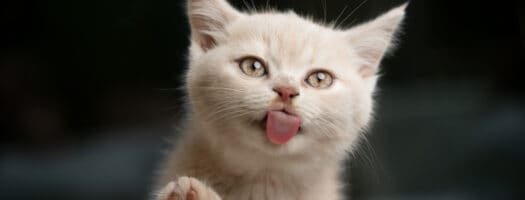 8 Reasons Your Cat Licks You and What It Means