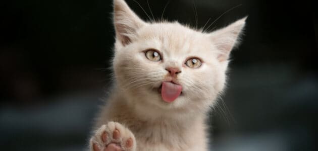 8 Reasons Your Cat Licks You and What It Means