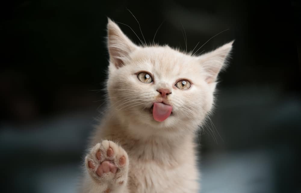 8 Reasons Your Cat Licks You and What It Means PetMag