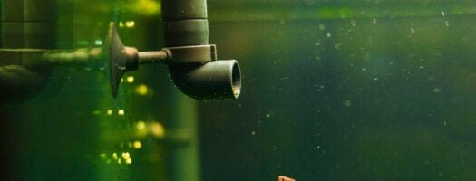The 10 Best Aquarium Filters to Keep Your Tank Clean in 2021