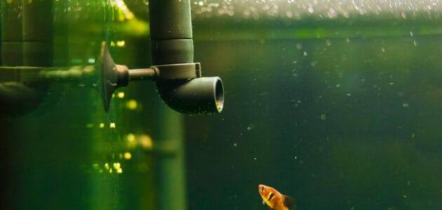 The 10 Best Aquarium Filters to Keep Your Tank Clean in 2024