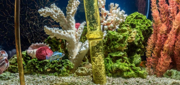 The 9 Best Aquarium Vacuum Cleaners in 2023