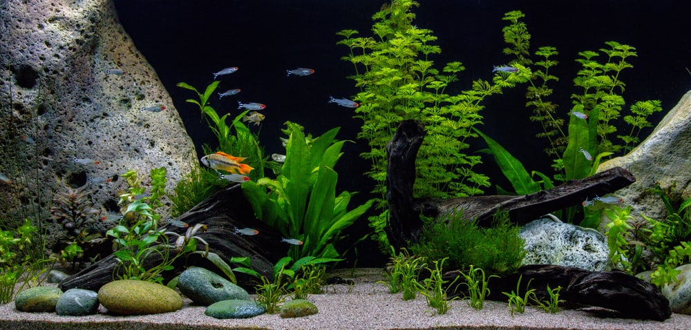 fish in home aquarium