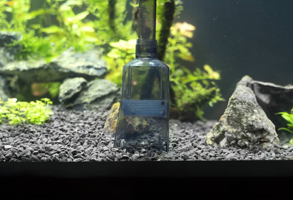 siphon tube cleaning aquarium