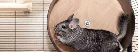 The 10 Best Chinchilla Cages in 2022