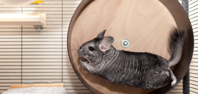 The 10 Best Chinchilla Cages in 2024